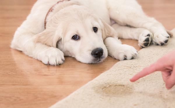 Pet Stains On Your Carpet- Frustrating, Right?