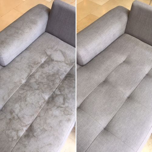 Dust Mites – The Bug Living Large On Your Upholstery