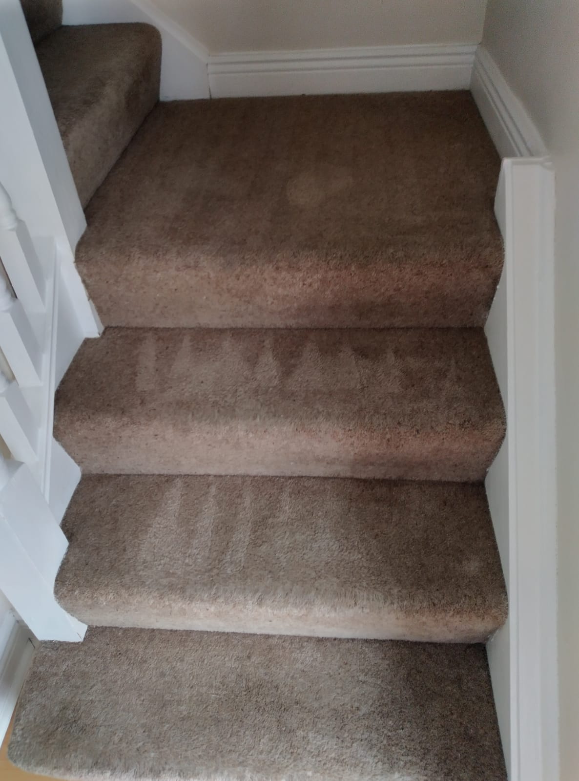 Preventing Carpet Mould Eco Carpet Cleaning Dublin